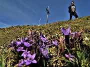 51 Gentiana anisodonta in Cima Menna